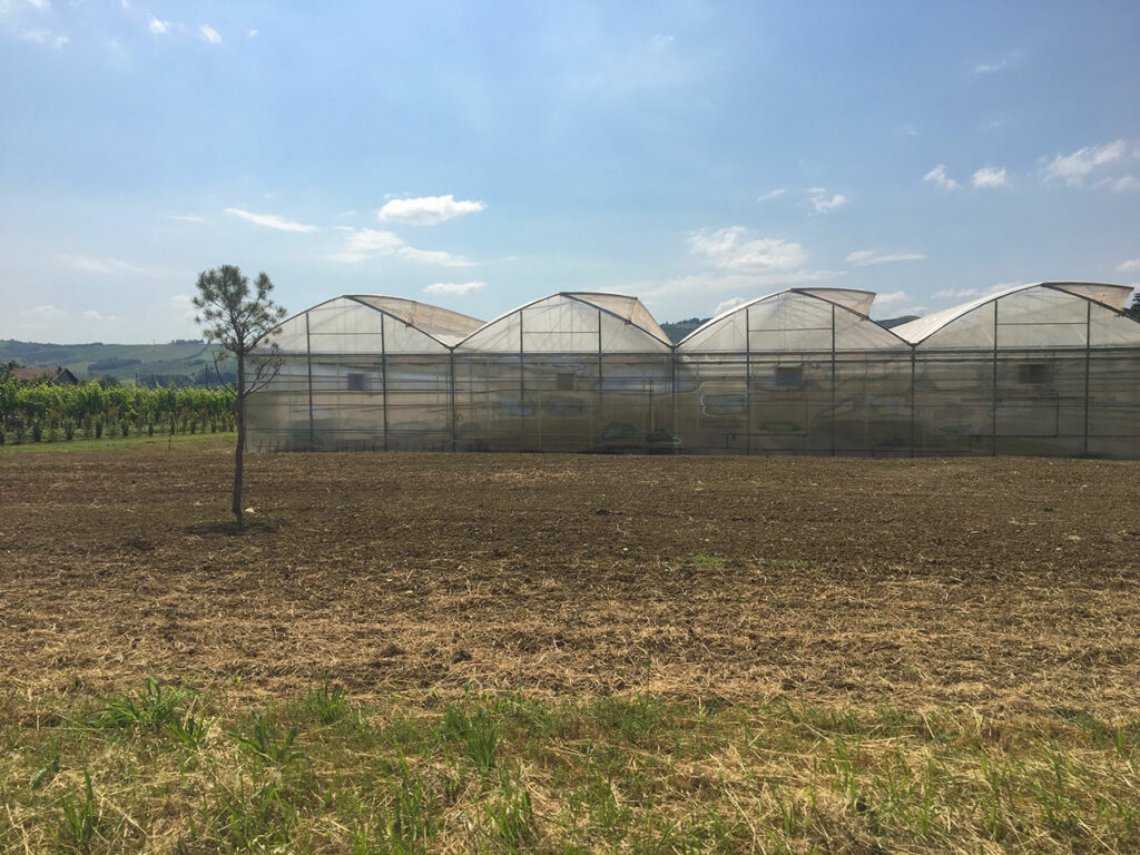 DALMONTE-VIVAI-Serra-Portfolio-progetti-Tecnicamista-Faenza